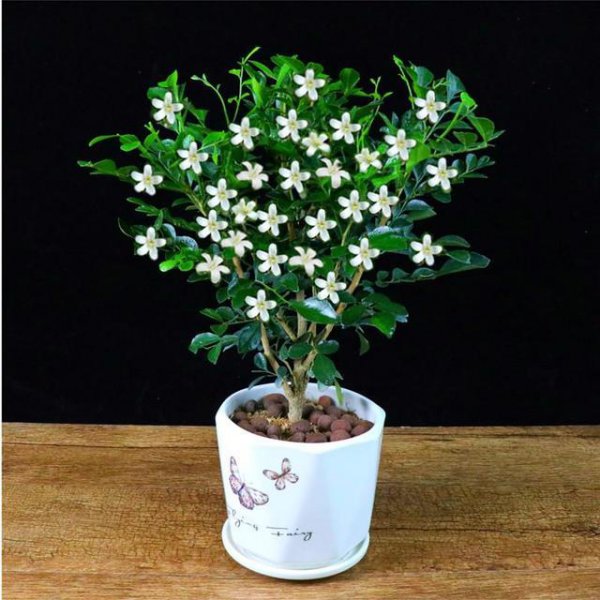 小型盆栽植物有哪些