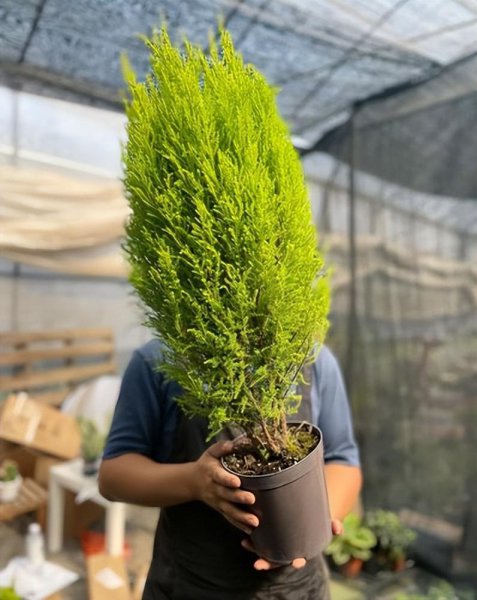 小型盆栽植物有哪些