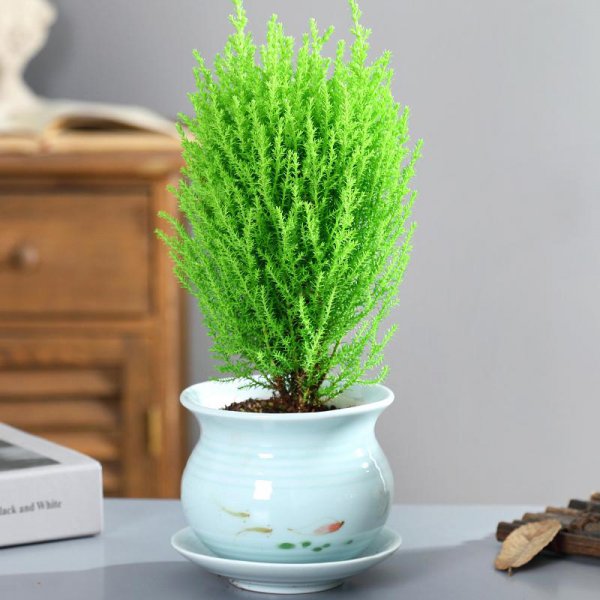 小型盆栽植物有哪些