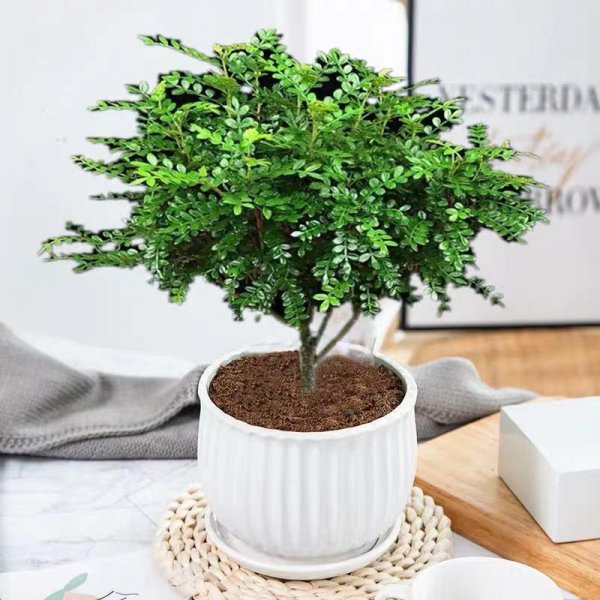 小型盆栽植物有哪些
