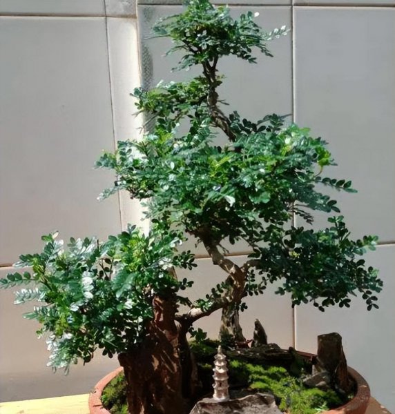 小型盆栽植物有哪些