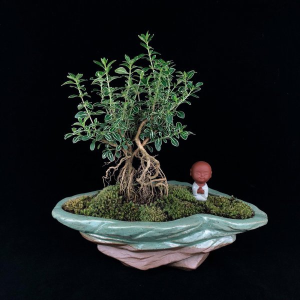 小型盆栽植物有哪些