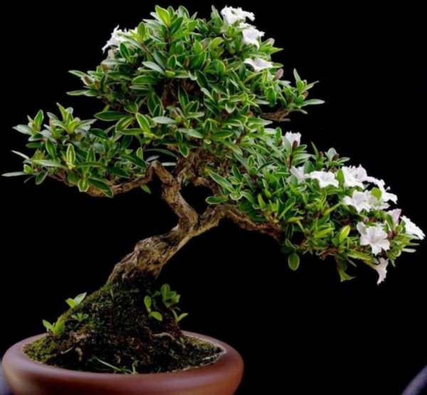 小型盆栽植物有哪些