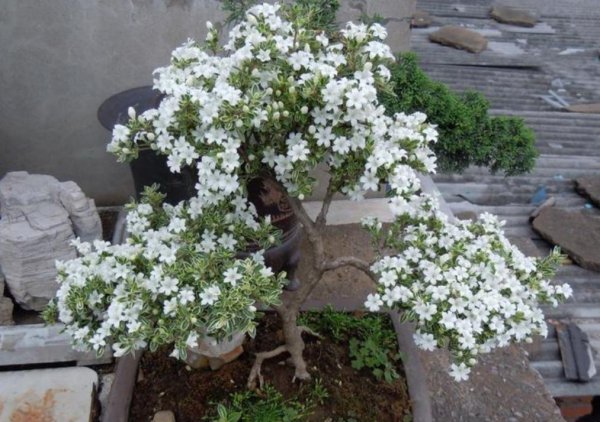 小型盆栽植物有哪些