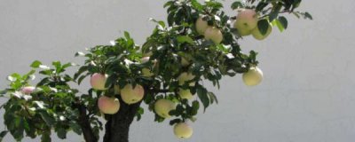 盆栽苹果树怎么养 苹果树盆栽种植方法及过程