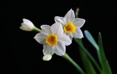水仙花有哪些品种 关于水仙花种类介绍