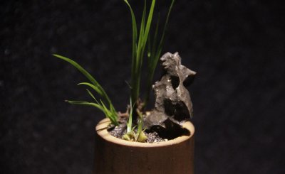 菖蒲盆栽怎么养 盆栽菖蒲的养殖方法及注意事项