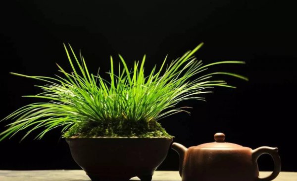 菖蒲盆栽怎么养