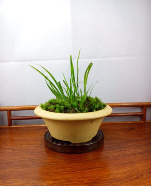 菖蒲盆栽怎么养