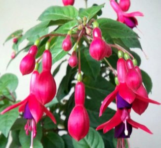 大叶灯笼花怎么养 盆栽灯笼花的养殖方法