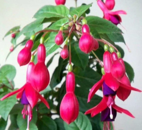 大叶灯笼花怎么养