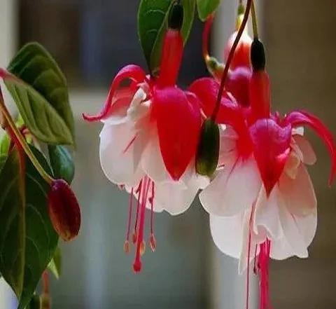 大叶灯笼花怎么养
