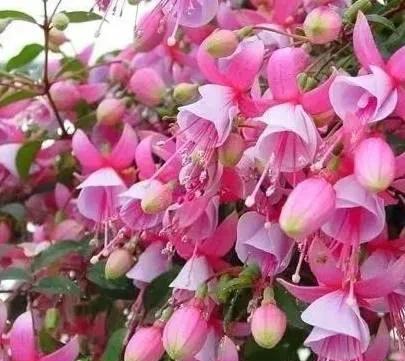大叶灯笼花怎么养