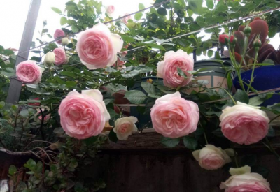 月季花是什么品种 勤花月季十大品种排名