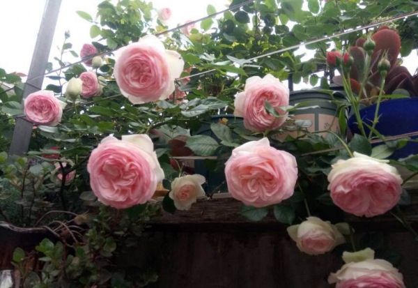 月季花是什么品种