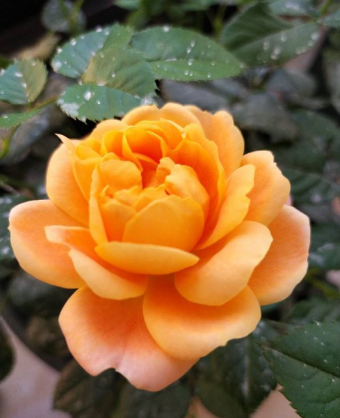 月季花是什么品种