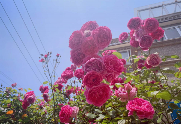 月季花是什么品种