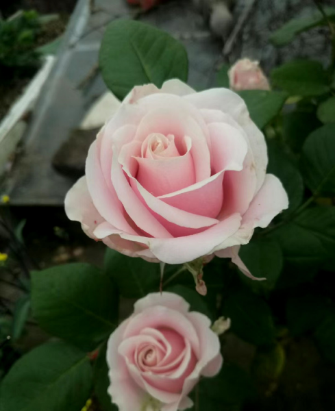 月季花是什么品种