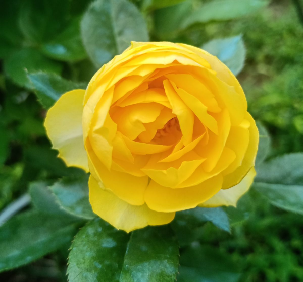 月季花是什么品种
