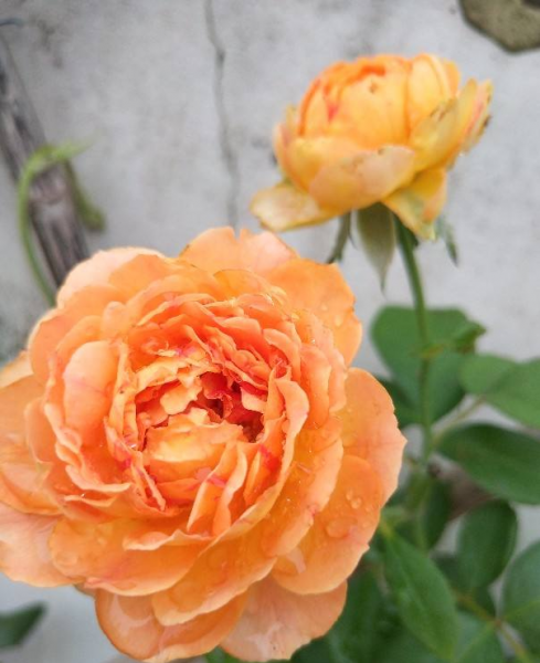 月季花是什么品种