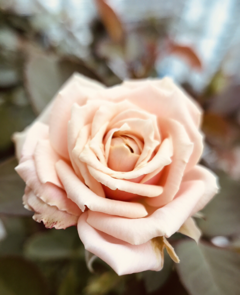 月季花是什么品种