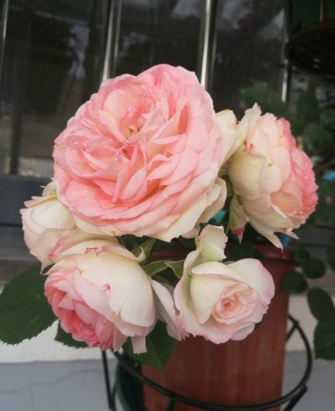月季花是什么品种