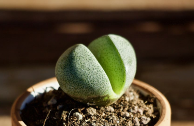 生石花怎么养胖 教你简单养护生石花的技巧