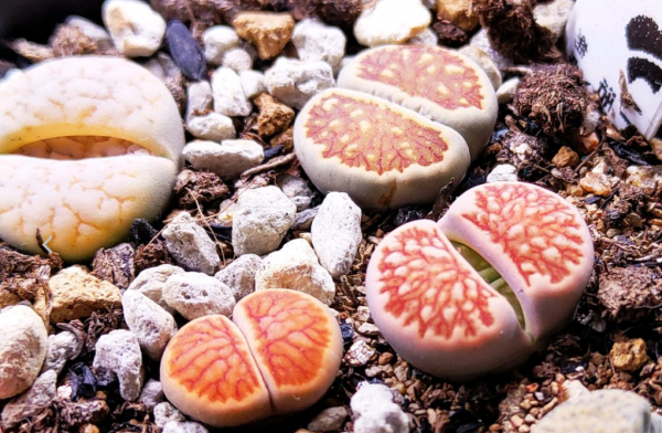 生石花怎么养胖