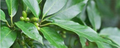 桂树怎么养才长得好 盆栽桂花的栽培技术