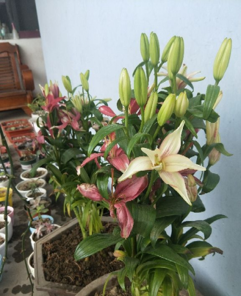 百合的品种有哪些