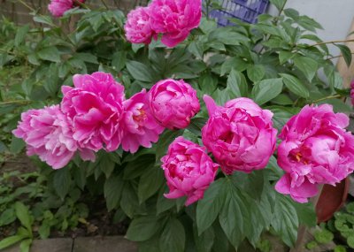 院子里养芍药花好吗 盆栽芍药花养殖方法讲解