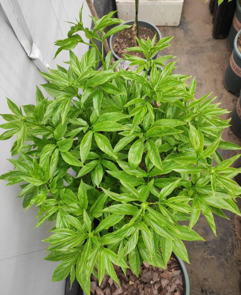 院子里养芍药花好吗