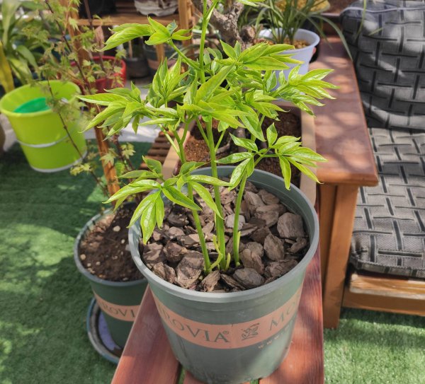 院子里养芍药花好吗