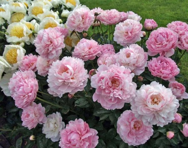 院子里养芍药花好吗