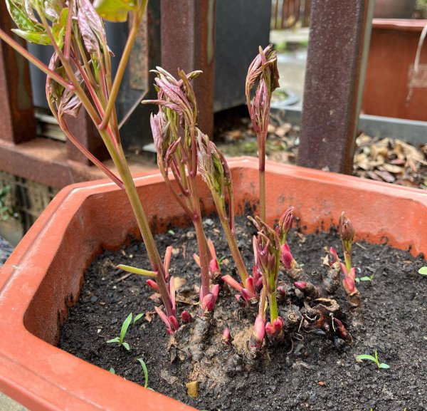 院子里养芍药花好吗