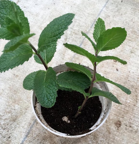 如何种植薄荷盆栽