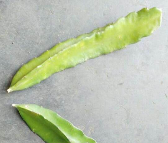 怎样种植火龙果盆栽