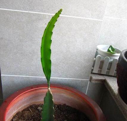 怎样种植火龙果盆栽