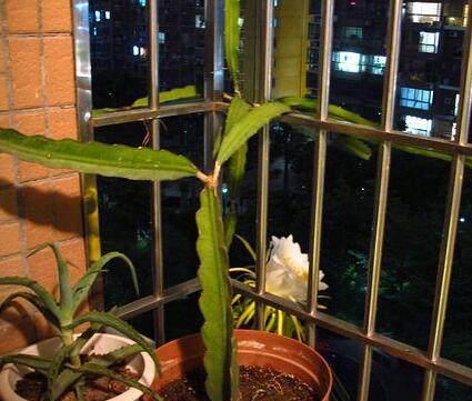 怎样种植火龙果盆栽