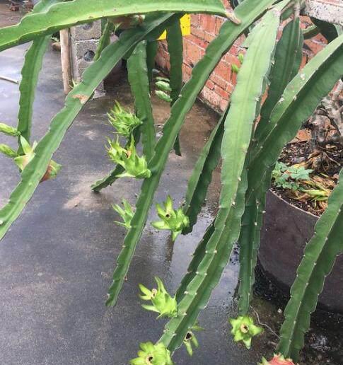 怎样种植火龙果盆栽