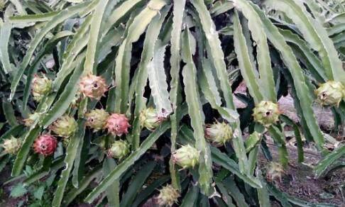 怎样种植火龙果盆栽