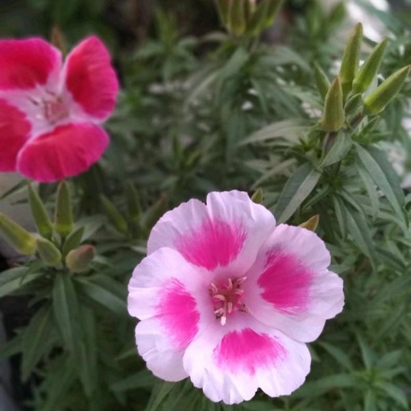 草本植物种类有哪些