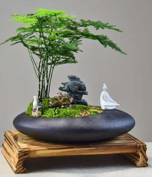 盆栽文竹叶子发黄怎么挽救