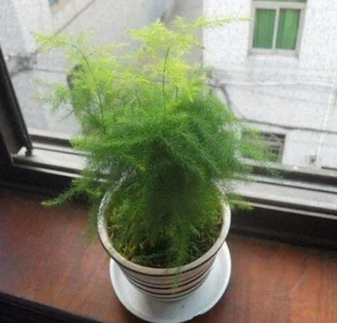 盆栽文竹叶子发黄怎么挽救