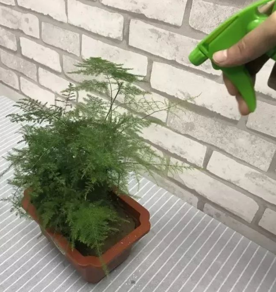 盆栽文竹叶子发黄怎么挽救