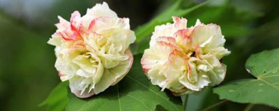 芙蓉树种子可以种植吗 芙蓉树盆栽养殖方法