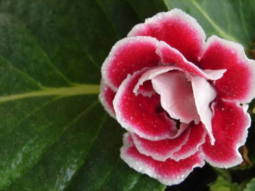 芙蓉树种子可以种植吗