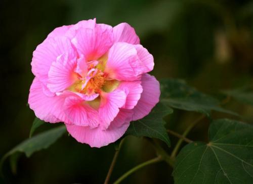芙蓉树种子可以种植吗