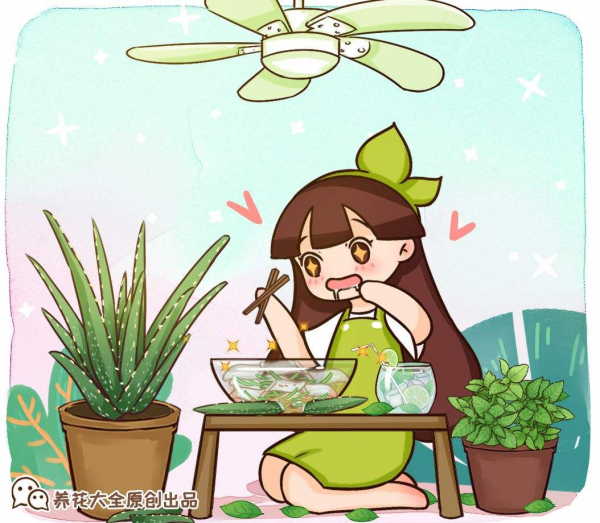 盆栽薄荷怎样种植方法