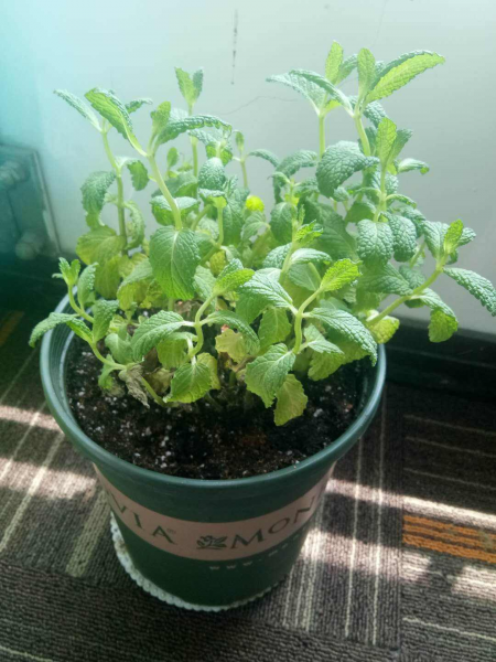 盆栽薄荷怎样种植方法